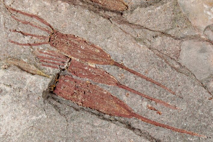 Eocrinoid (Ascocystites) Mortality Plate - Ordovician #305117